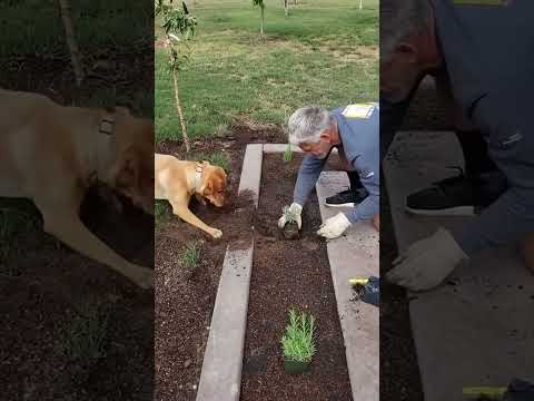 Funny and cute dogs compilation#funnydogs#cute#doglover#doglife#cure#dogshorts#pet#doglife#dogshorts