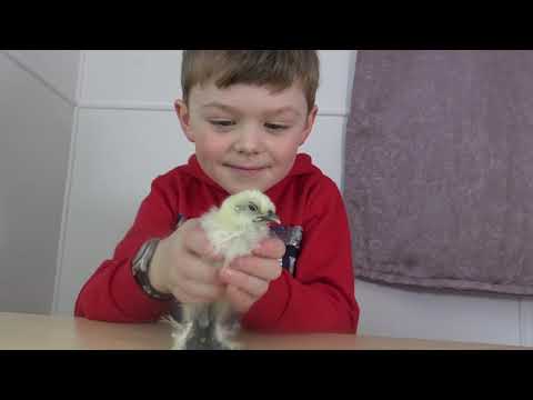 Kyllinger i Hamar gårdsbarnehage