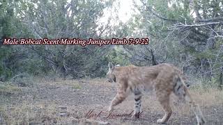 Bobcat Howl & Chirp Vocalization  2022