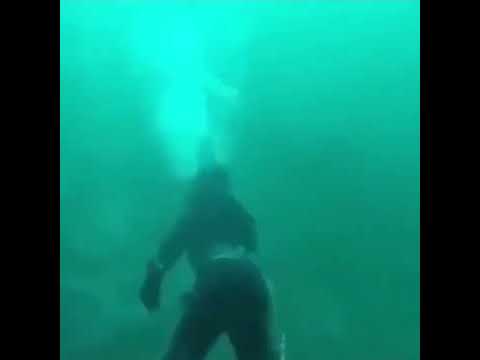 Hai kommt aus dem nichts #hai #tauchen