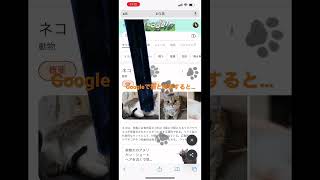 Googleで猫と検索すると…