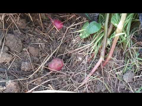 Recoltă bună în grădină fără apă curentă! (Cuvântul creator-Ep.14).