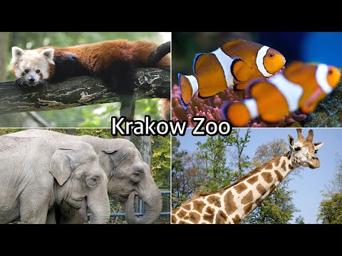 Krakow Zoo Guide