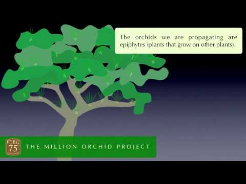 The Million Orchid Project