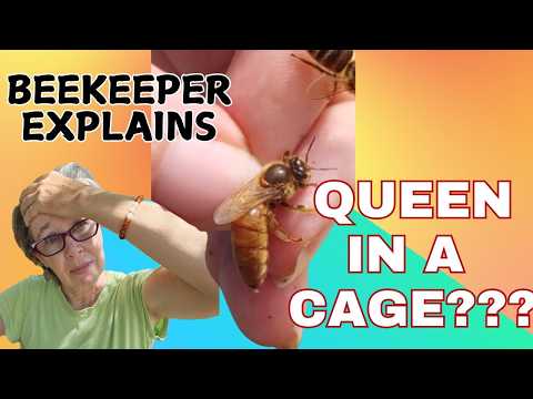HOW LONG CAN A QUEEN BEE STAY IN A SHIPPING CAGE ??? #beekeepingtips #queenbee