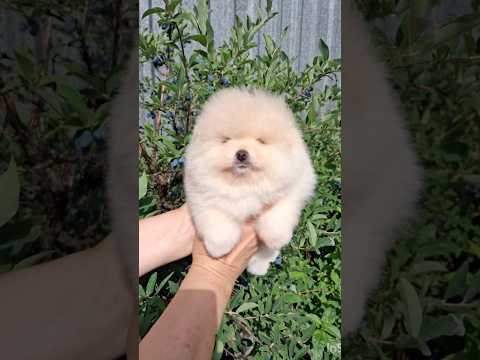 Cachorro Pomerania Leonor