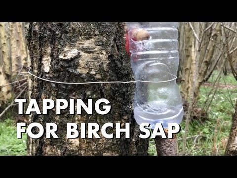 Tapping for Birch Sap