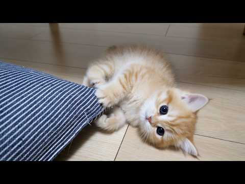 YouTube 썸네일