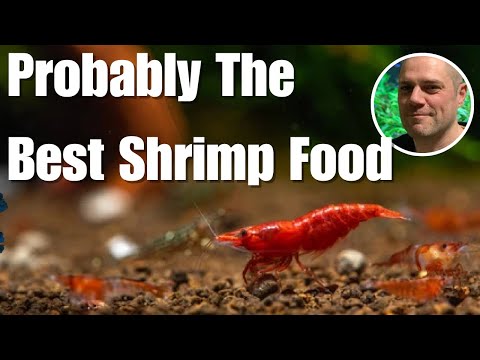 Biofilm - THE Greatest Shrimp Food That No One Is Talking About! 👀
