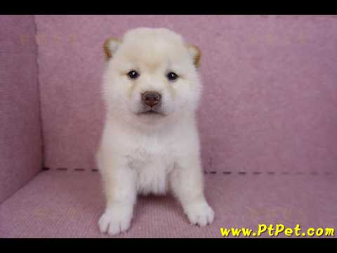 09/21白色柴犬母幼犬2號(高雄新興)