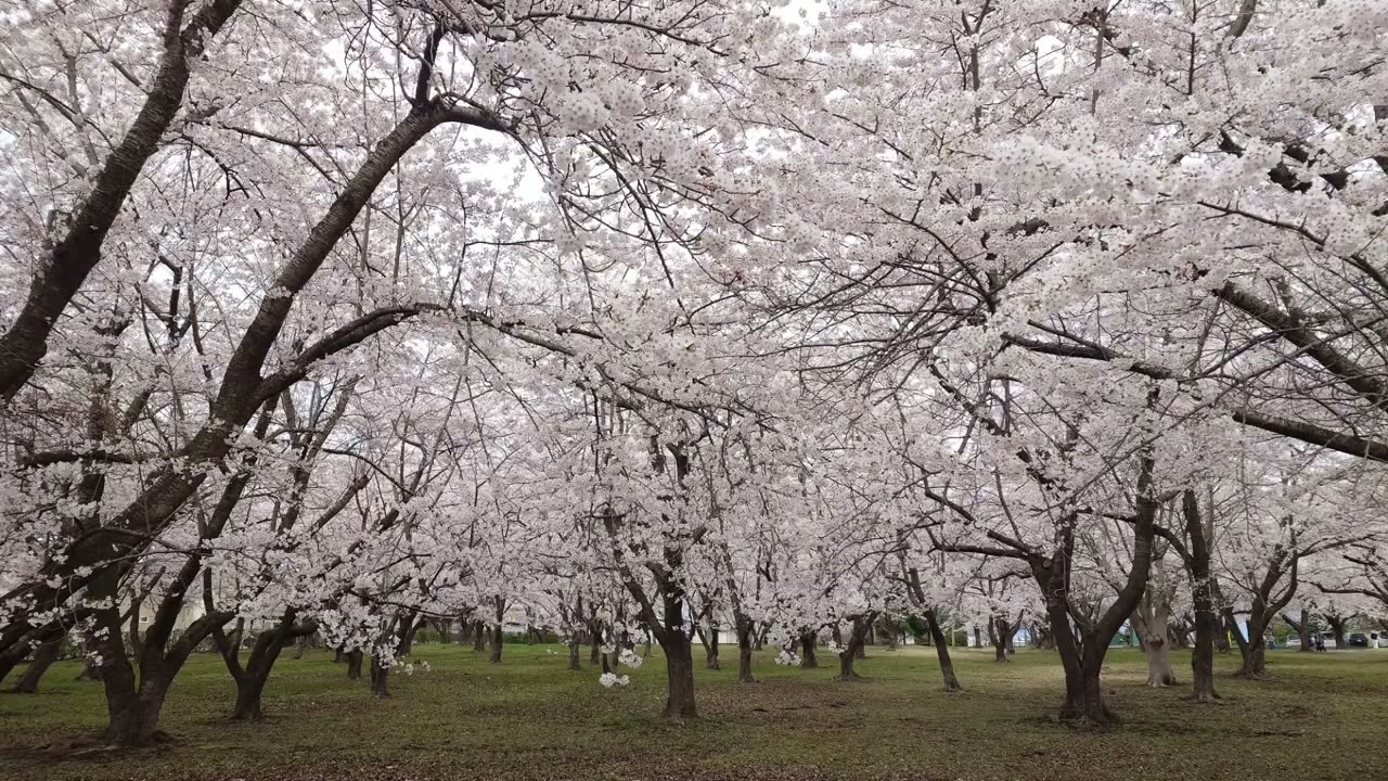 八戸東霊園の1,300本の桜／八戸市／青森県