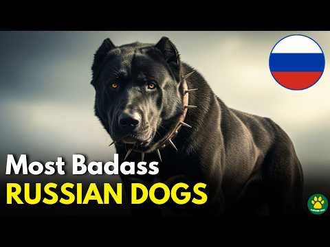 7 MOST BADASS RUSSIAN ORIGIN DOG BREEDS!