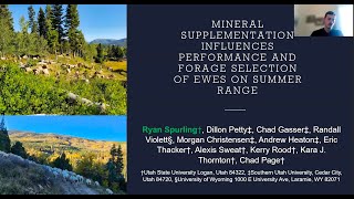 Mineral Supplementation Influences Performance & Forage Selection of Ewes on Summer Range
