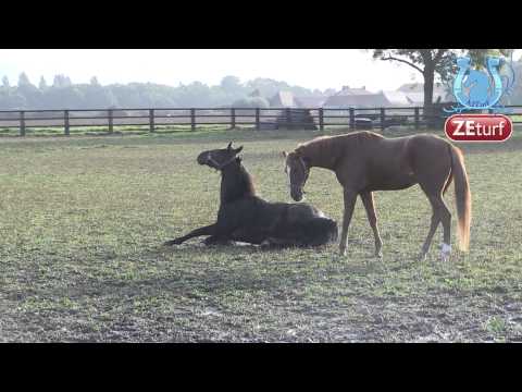 Bande Annonce, "Rencontre avec Bruno BOURGOIN" - A2TURF.COM