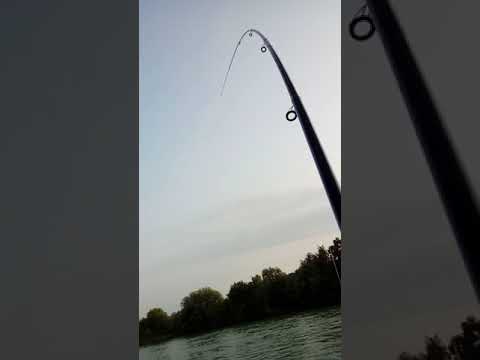 Ribolov mrene na Savi(2)