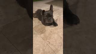 Video preview image #1 French Bulldog Puppy For Sale in Boca Raton, FL, USA