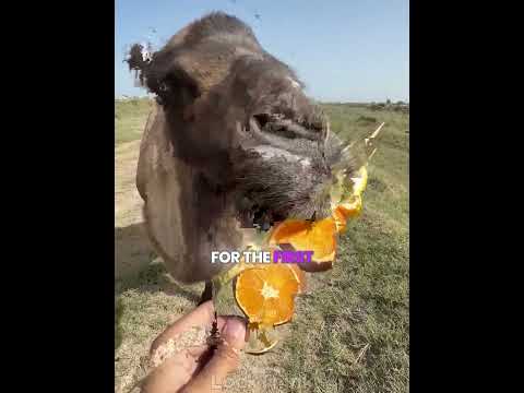 This camel refuses to share! 🐫😤