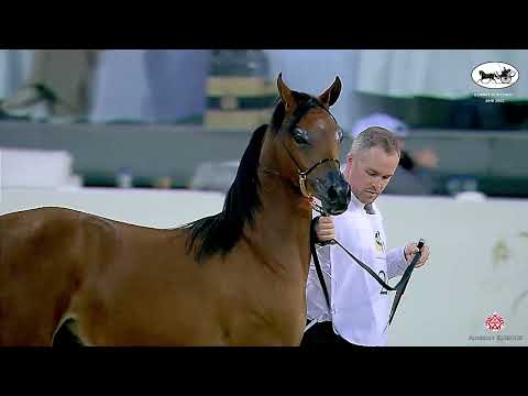 N 28 MANAYER AL JEBARI   Kuwait Purebred Arabian Horses Show 2022   Yearling Fillies Class 1B
