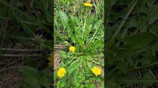 Important if you are planning to eat dandelions
