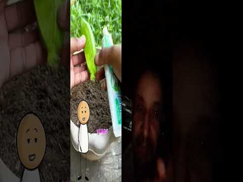 29spc. ojarineiro de senador Canedo go s abril de 2026