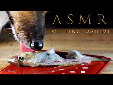 ASMR Sashimi Dog eating Sounds Raw Food Diet Fish 🐟 No talking