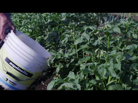 Rimedio contro la dorifora della patata