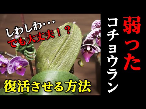 重曹を使って蘭に再び花を咲かせる方法は？すべきこととしてはいけないこと  庭園