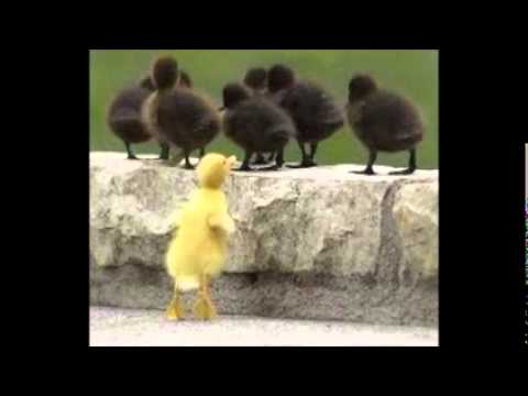 アメリカの文化とは？ (What Is American Culture?)