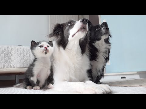 This Tiny Rescue Kitten Is 100% Convinced It’s A Border Collie 😂