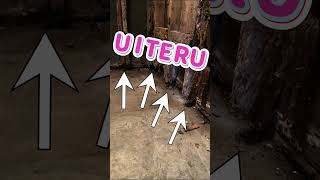 🏚️築70年のアメリカの家、家の中まるごとリフォーム