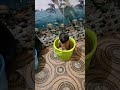 So Cute Baby Bathing Video Short