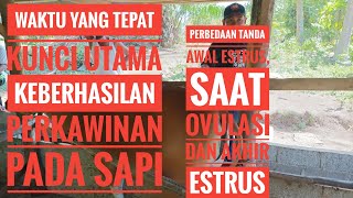 Download lagu Perbedaan Tanda-Tanda Awal Estrus, Saat Terbaik dikawinkan Dan Akhir estrus Sapi mp3