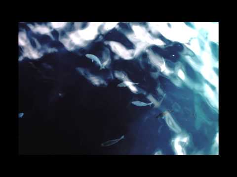 Tickelbass feat Shanti D - Shark Dub