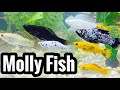 Black Molly Fish Care Need To Know