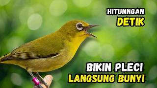 Download lagu Pleci Betina Birahi Memanggil Jantan, Pleci Jantan Langsung Gacor mp3 Download lagu Pleci Betina Birahi Memanggil Jantan, Pleci Jantan Langsung Gacor mp3