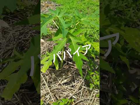 これが、すぐに果樹にホイルを被せるべき理由です。  庭園