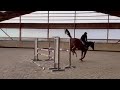 Gelding Selle Fran&ccedil;ais For sale 2021 Chesnut