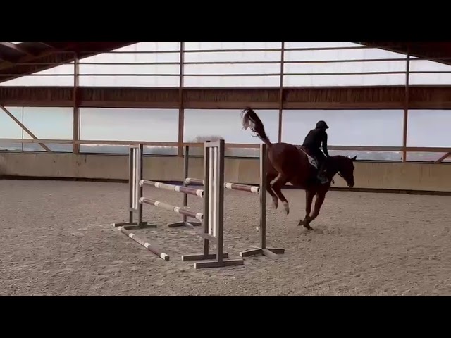 Gelding Selle Fran&ccedil;ais For sale 2021 Chesnut
