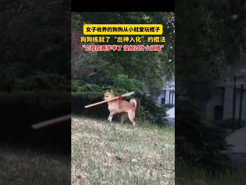 8月4日 湖北武汉，女子收养的狗狗从小就爱玩棍子，狗狗练就了&ldquo;出神入化&rdquo;的棍法，&ldquo;它现在两岁半了 没经过什么训练&rdquo; #大熱門 #搞笑 #cute #沙雕剧情 #animals #funny