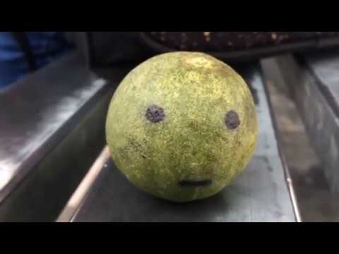 Louis The Child, Quinn XCII- The City (No Official Video)