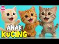 Kompilasi Lagu Anak ANAK KUCING MEONG MEONG Si Kancil Menanam Jagung Dan Lagu Anak Lainnya
