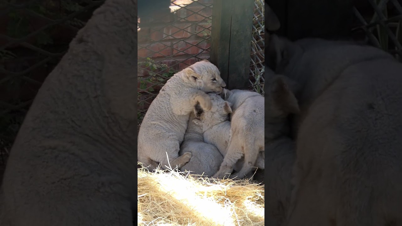 Peter Caldwell - Health of bottle fed captive predators part 2