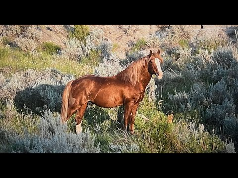 Wild Horses of America 2024 Highlights by Karen King