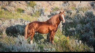 Wild Horses of America 2024 Highlights by Karen King