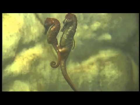 Seahorse World