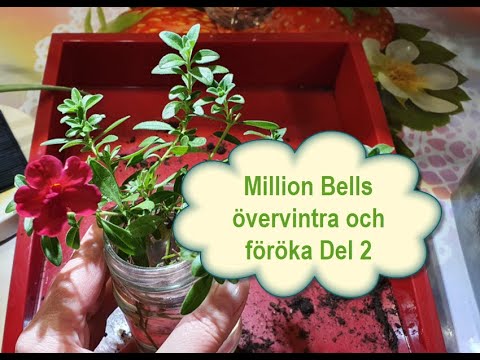 Million Bells övervintra och föröka Del 2. 16/11-2021
