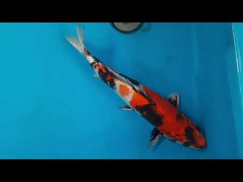 G 4961 01 KINSHOWA 38 CM MALE FARM OGATA