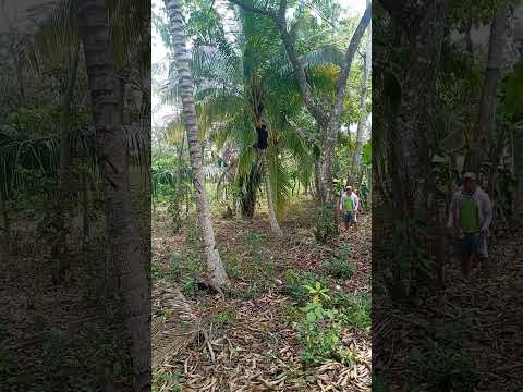Cocos en Sayaxche, Petén