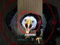 3 Birds That Sound Like Screaming Women Number 3 Is Haunting Animals Birds Shorts Shortvideo