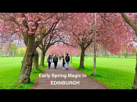 Edinburgh’s Early Spring Magic | Cherry Blossoms Starting to Bloom in The Meadows West, Scotland 4K.